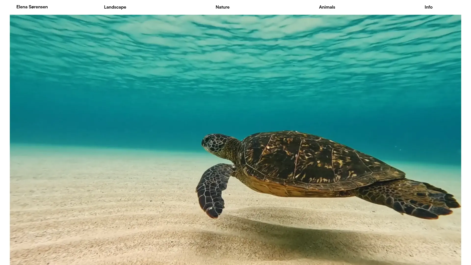 Studio Photo Site — portfolio template preview